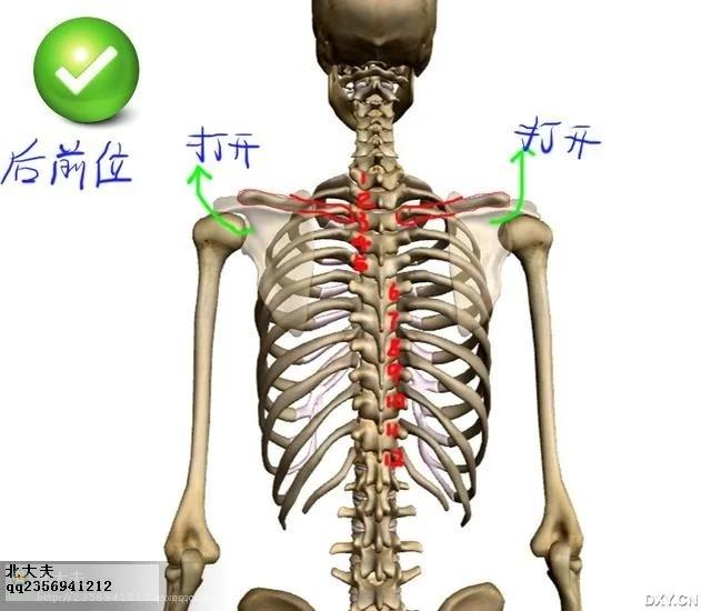 第七胸椎怎么定位图片图片