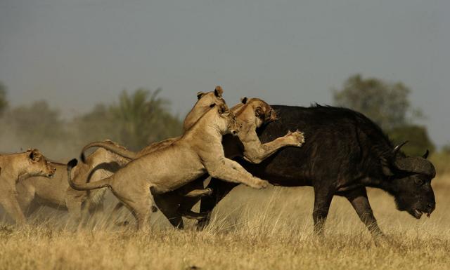 狮子与水牛之间的激烈斗争结果并不一定都是水牛输