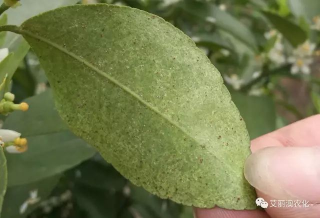 红蜘蛛,锈壁虱混发:红蜘蛛,锈壁虱防治方案:根据红蜘蛛防治指标(春季2