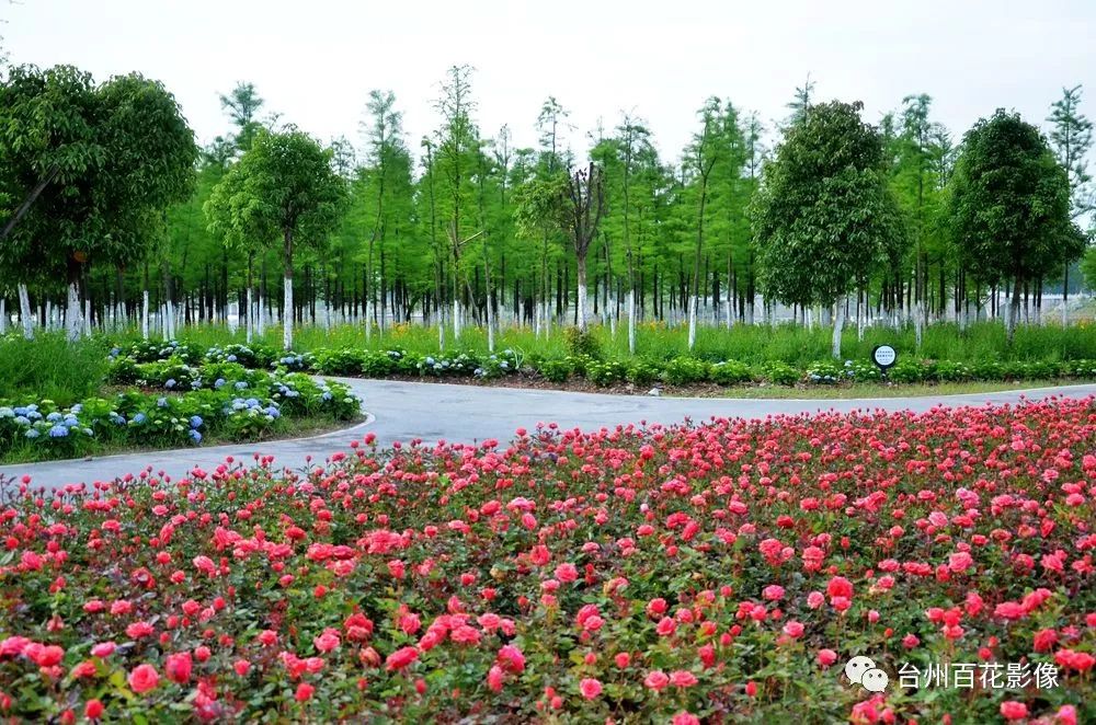 哇月季花太漂亮了小编已经去城市客厅探访过