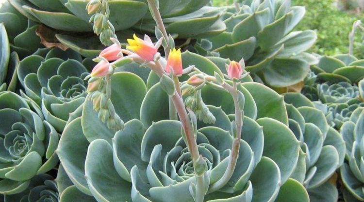 多肉植物中永不凋谢的花朵宝石花在家里栽培需要这样养护