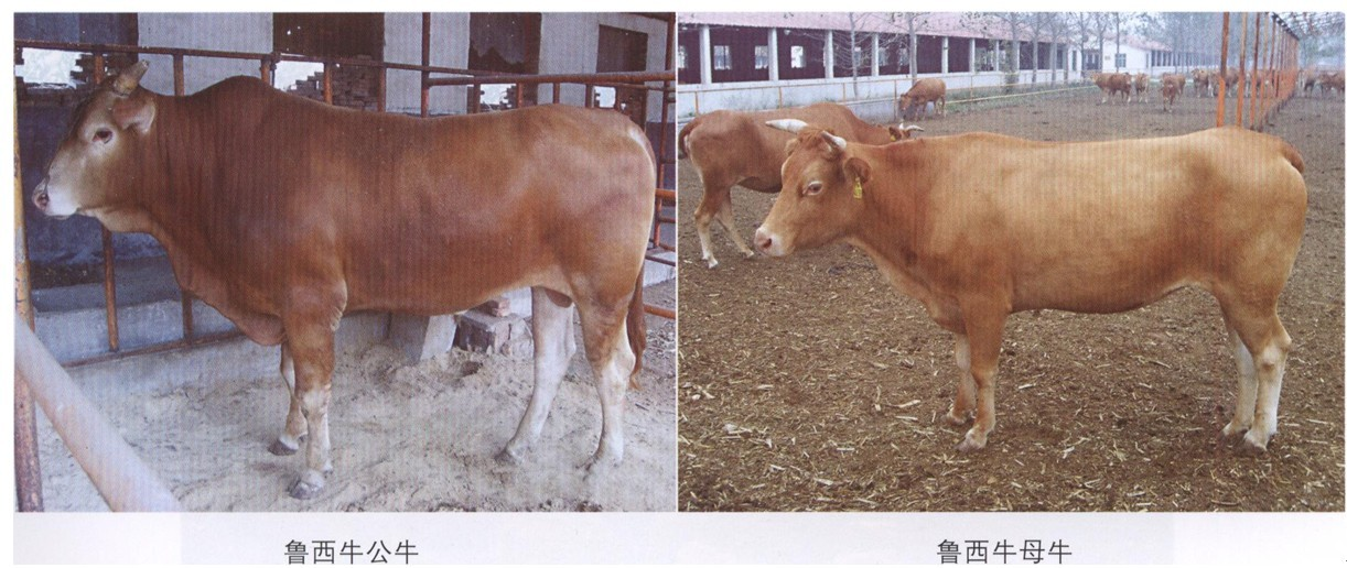 鲁西牛亦称"山东牛",是中国黄牛的优良地方品种