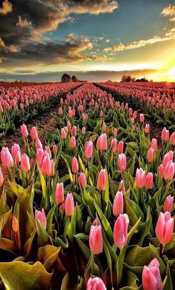 【美图欣赏】天呐,她太美了,美到令人心醉!