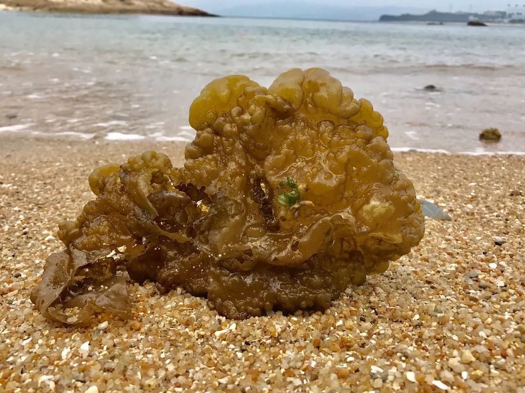 12刘新安《鲜活的日本菊花螺》描述:鲜活的日本菊花螺近照.