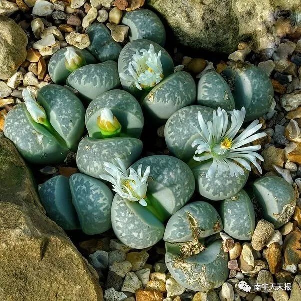 在纳马夸兰地区,因为生态环境独特,每年野外都有大量各种奇特的生石花