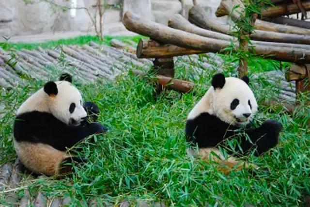 大熊猫乐园位于休宁县城凤凰山黄山野生动物园内.