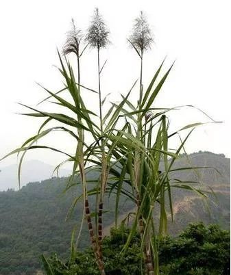 甘蔗花和芦苇的花十分相像,不过甘蔗花直立向上生长,不似芦苇花那般弱