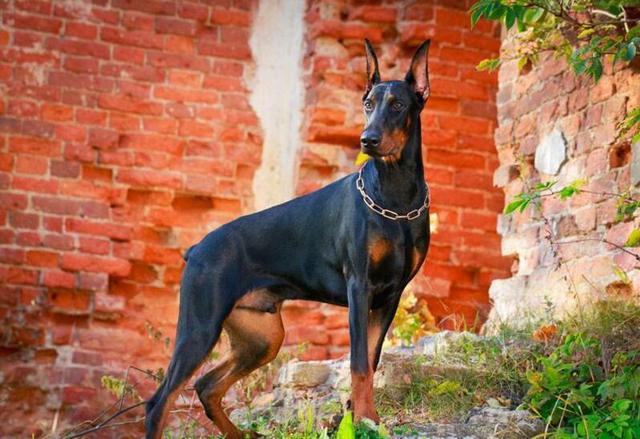 原创如果有机会,这辈子一定要养一只杜宾犬,绝对让你爱上它!