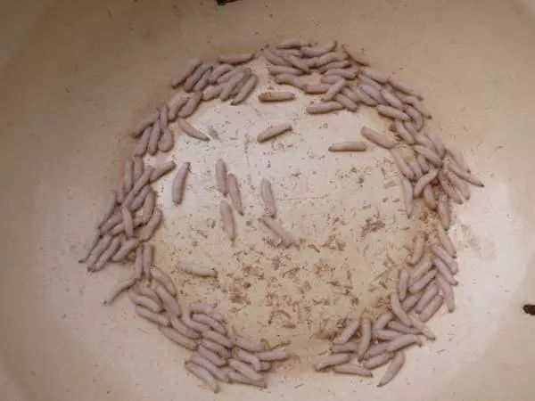 此鱼性格孤僻,容易受惊,窝子远离草边,但是窝里最好有石头,有草的地方