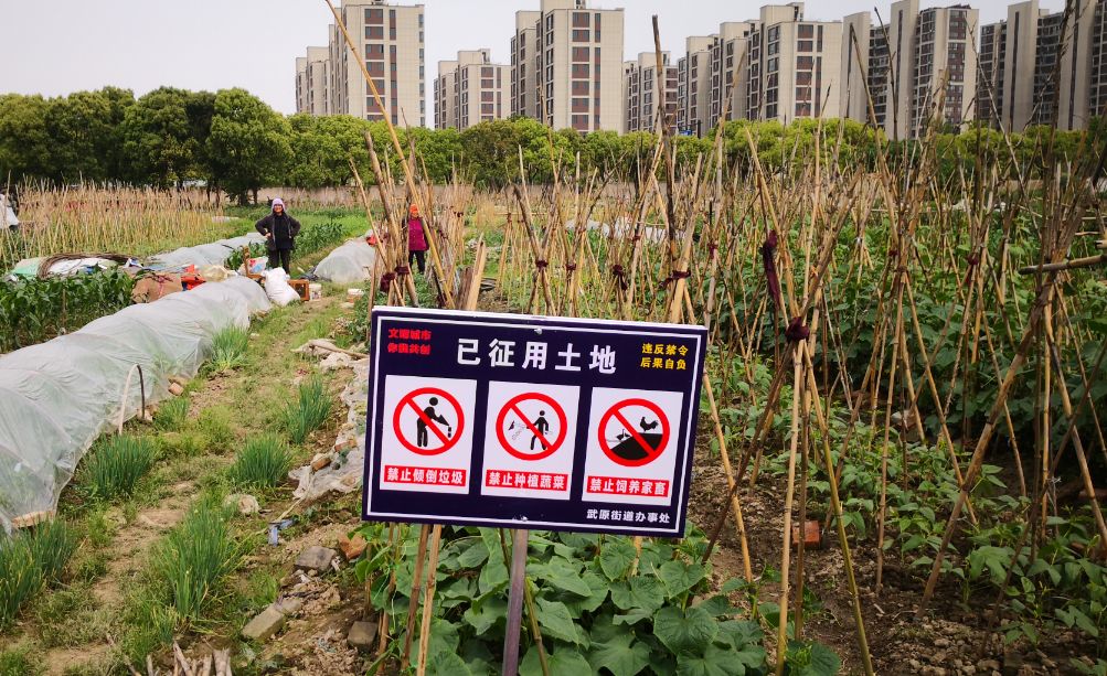 7000亩29个地块已征用土地禁止种菜