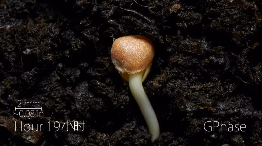 3分钟看完种子生根发芽全过程植物背地性向地性向光性一目了然