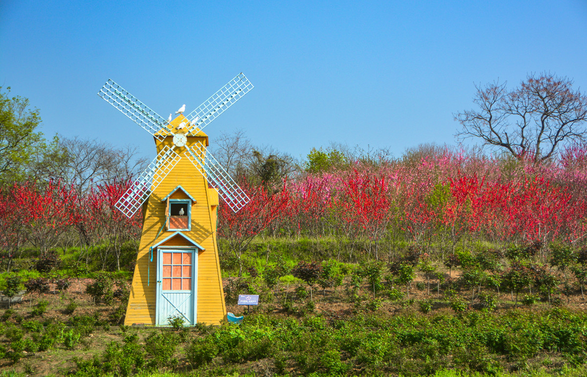原创华中浪漫地武汉看黄陂木兰玫瑰园3000亩花海只为等你
