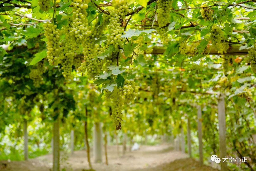 葡萄沟在吐鲁番市内,刚好用一天的时间溜达,上午膜拜坎儿井,下午直奔