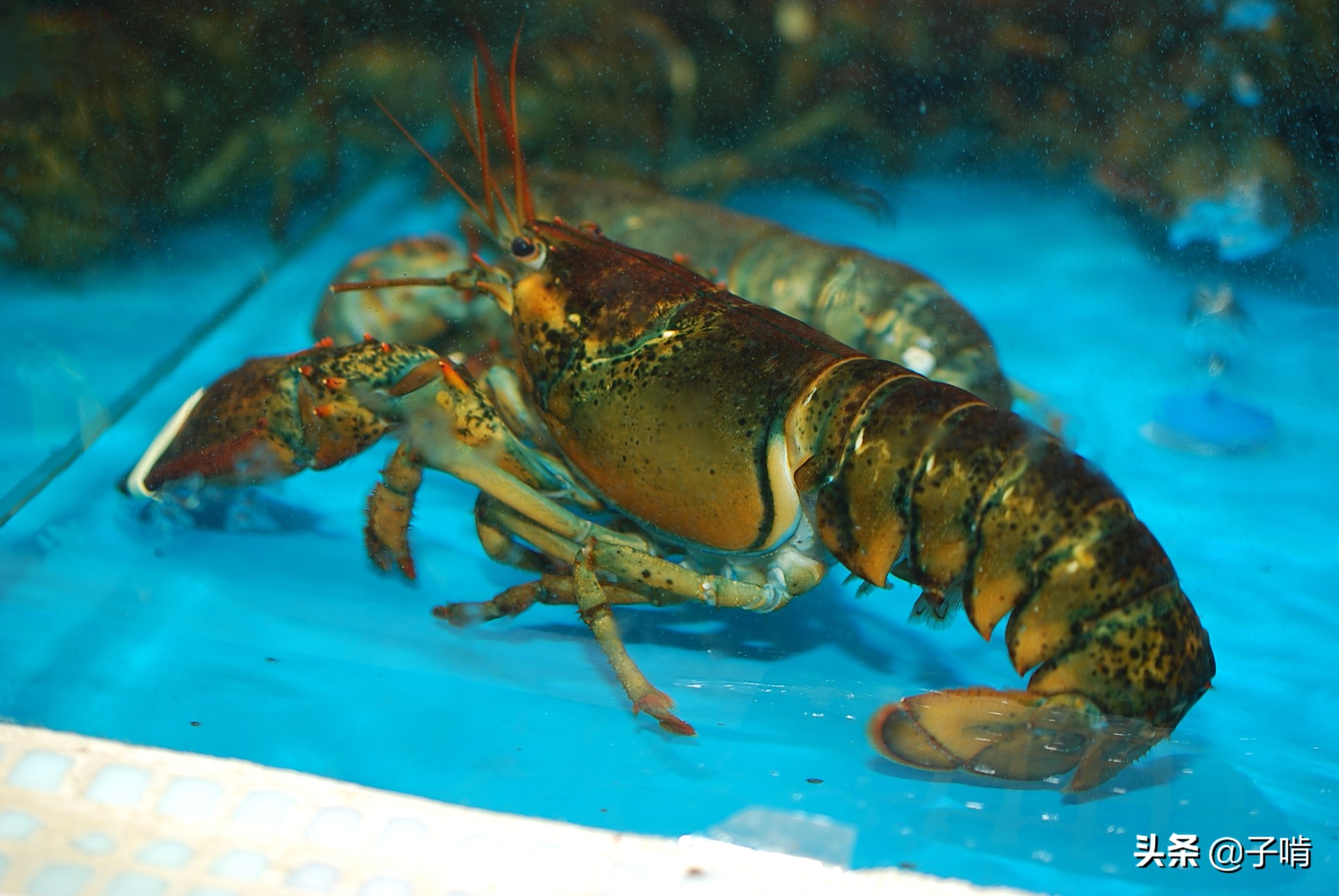 98元的龙虾大小随便挑 这菜卖得最快因为看上去显得壕