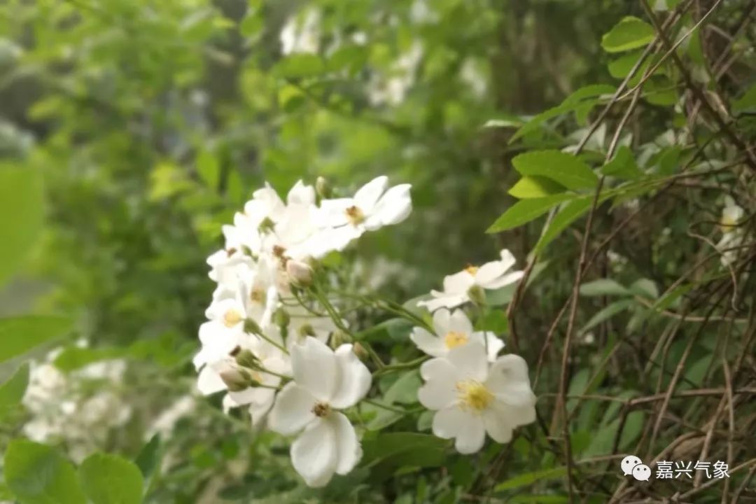 今明阳光正好,气温更上一层