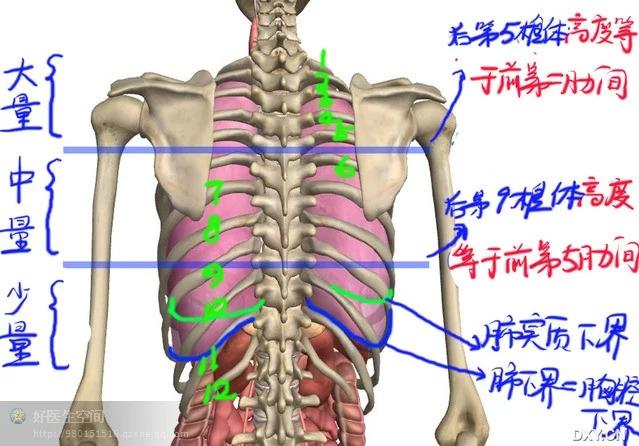 胸椎的准确位置图图片