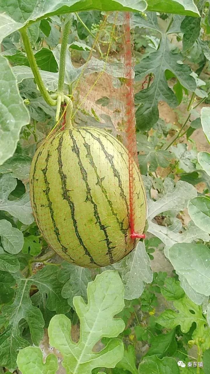 秦东说:秦东镇寺角营村吊篮西瓜成熟开园啦