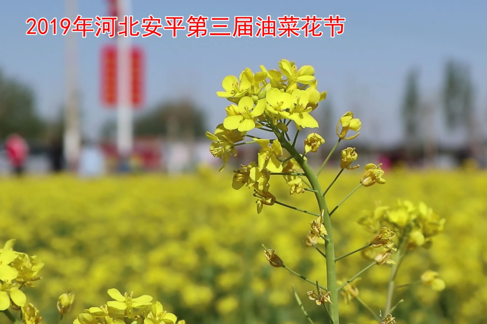 2019河北安平第三届油菜花节