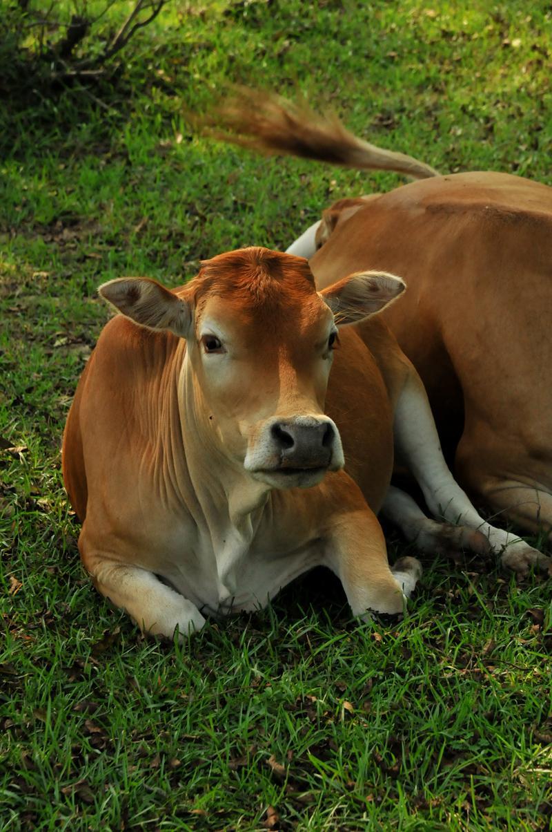 1973年生肖属牛人2020年全年运气偏财运不好以正财为主