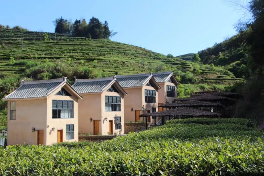 全国,五一来内安溪采茶吧!