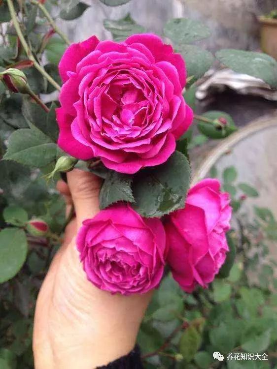 金粉莲7314春水绿波7314紫燕飞舞7314枫叶芦花7314