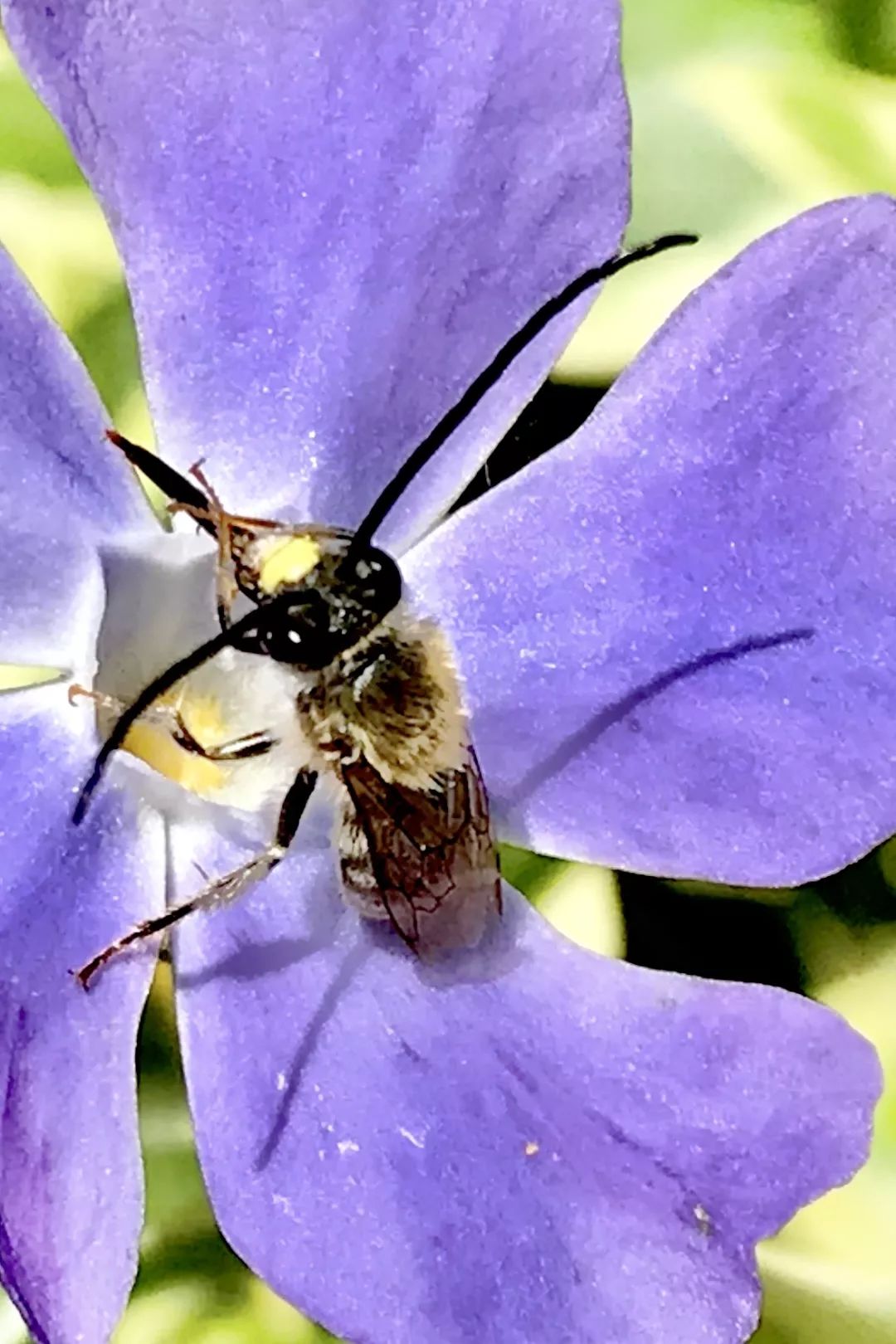 作品名称:《长须儿》拍摄地:武汉作品名称:《恋花》摄影:晋安河(3群)