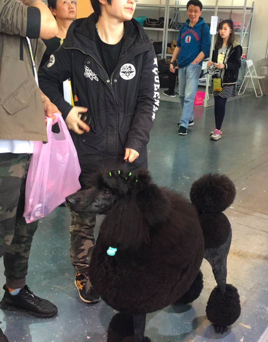 波奇君在现场看到,不少大哥哥都牵着一只小泰迪,小约克夏,小博美就