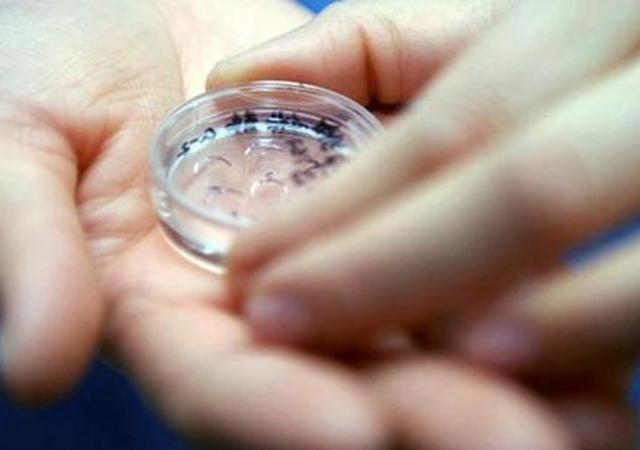 卵子很珍贵,不像男人的精子有成千上万.