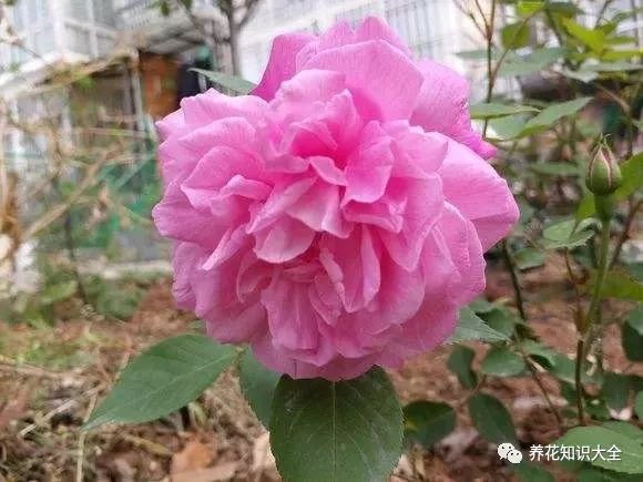 春水绿波7314紫燕飞舞7314枫叶芦花7314蝴蝶7314羽士