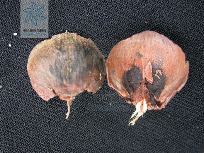 2019年度幸运树评选候选树种推介银杉