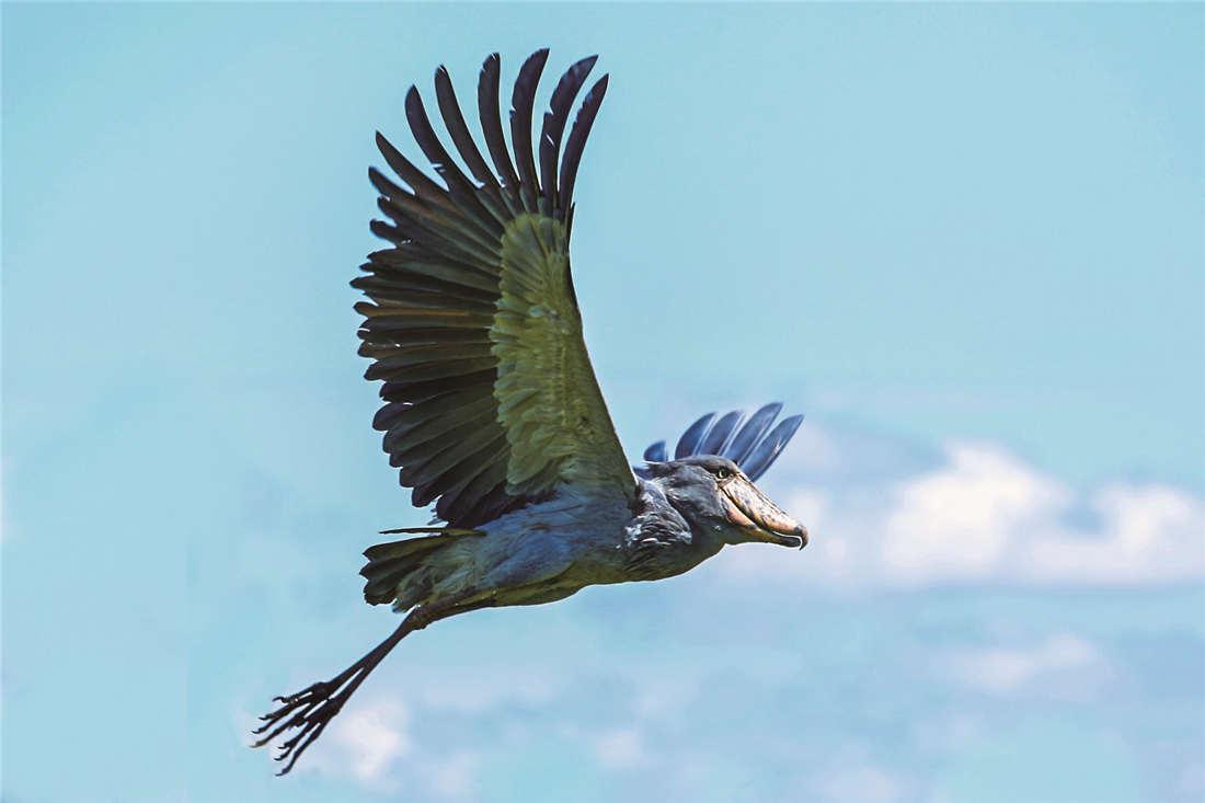 世界上最"傻"的鸟,凶猛时能吃下鳄鱼,呆萌时拔下自己的毛送人