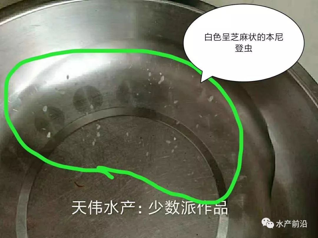 24元斤养鱼十几年今年价格最高五一金鲳鱼持续暴涨未来还要涨