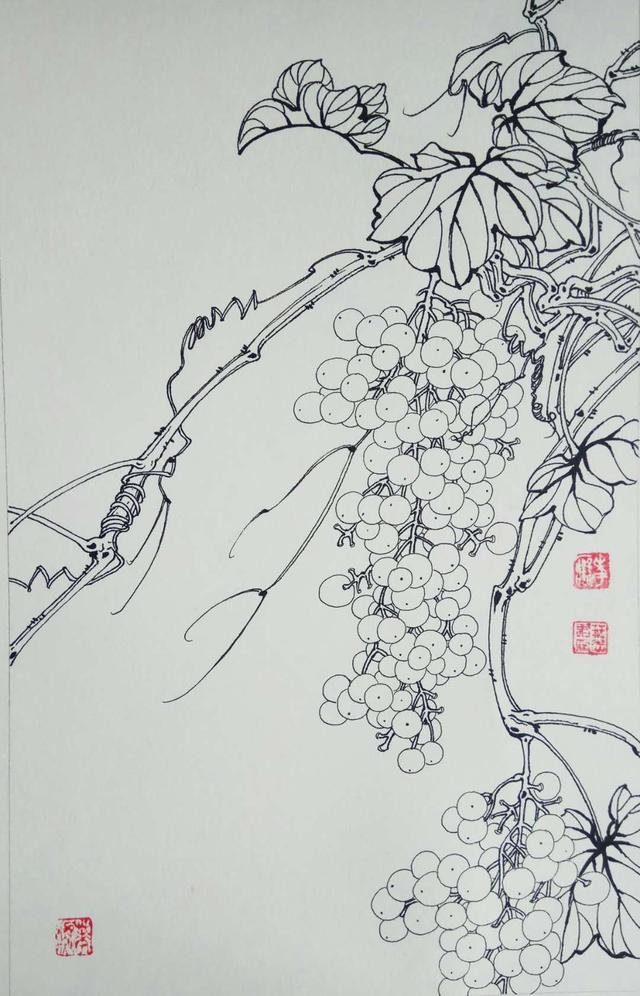 钢笔花卉白描达人叶志军先生的钢笔画分享_自学