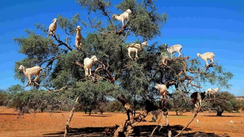 每日邮报报道说,摩洛哥这种成群站在树上的山羊景观,其实不是自然的