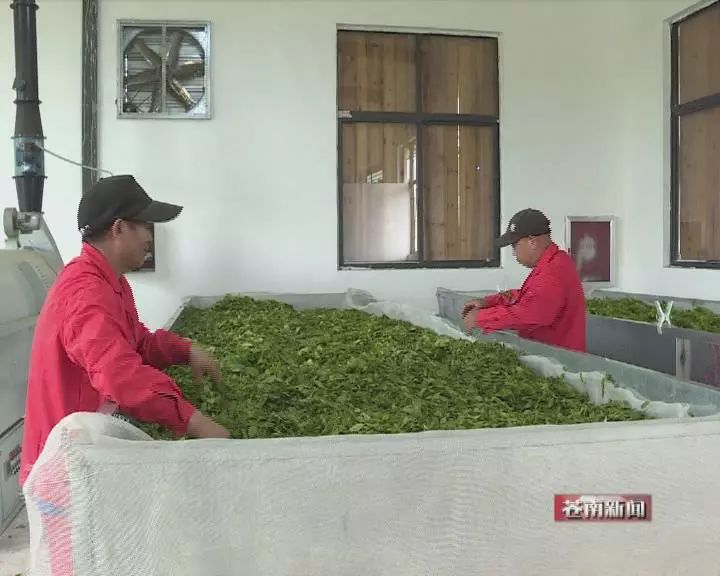 苍南老土茶创始人图片