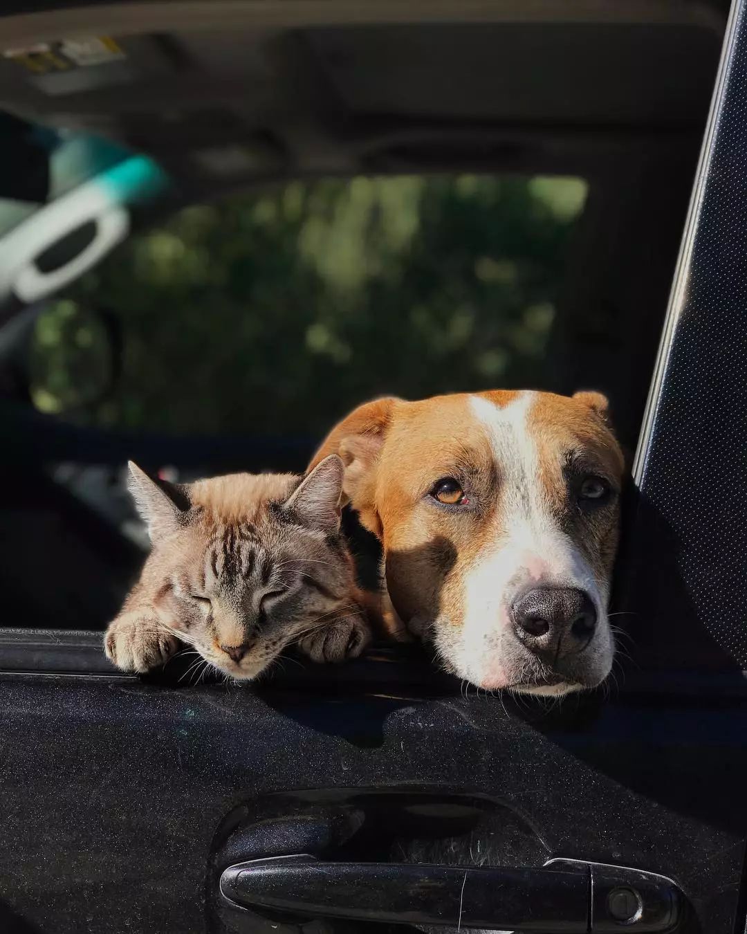 狗狗Henry和小猫Baloo的旅行故事，非常暖心！