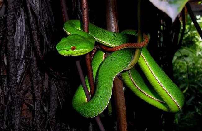 农村野外有一种绿色的绿瘦蛇跟竹叶青长得很相似有没有毒呢