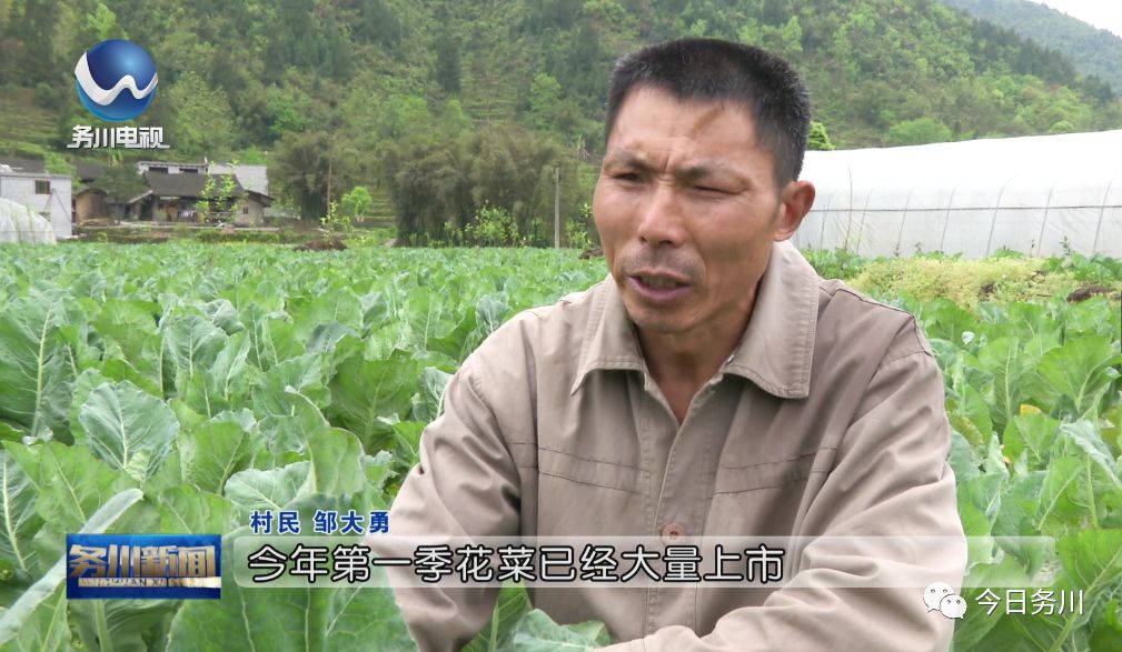 脱贫攻坚春季攻势 |百亩花菜 喜获丰收_邹大勇
