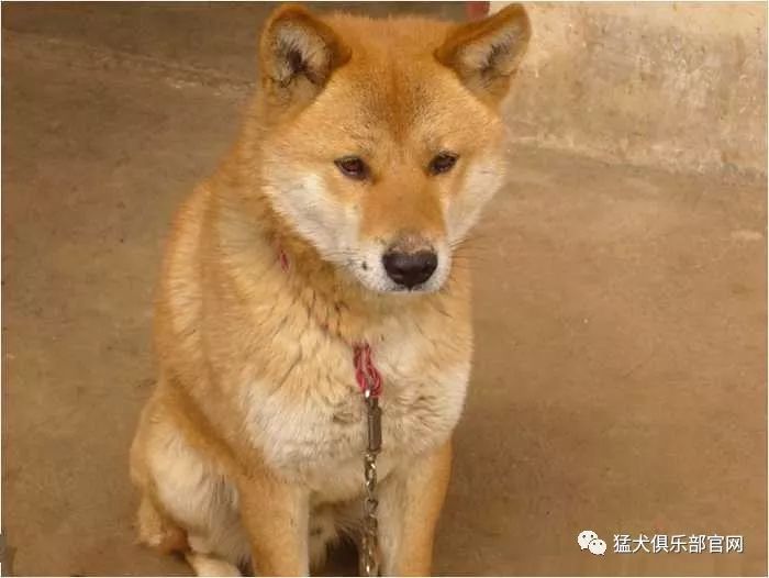 天南海北一网打尽带你了解中国八大系列本土犬