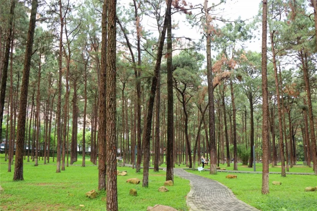 11年,陪着清新人长大的松林公园,悄悄变了.