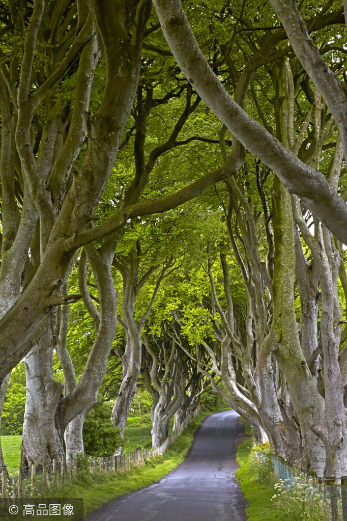 已经是北爱尔兰自然风光最美丽的景点之一,也是世界上最美的树木隧道