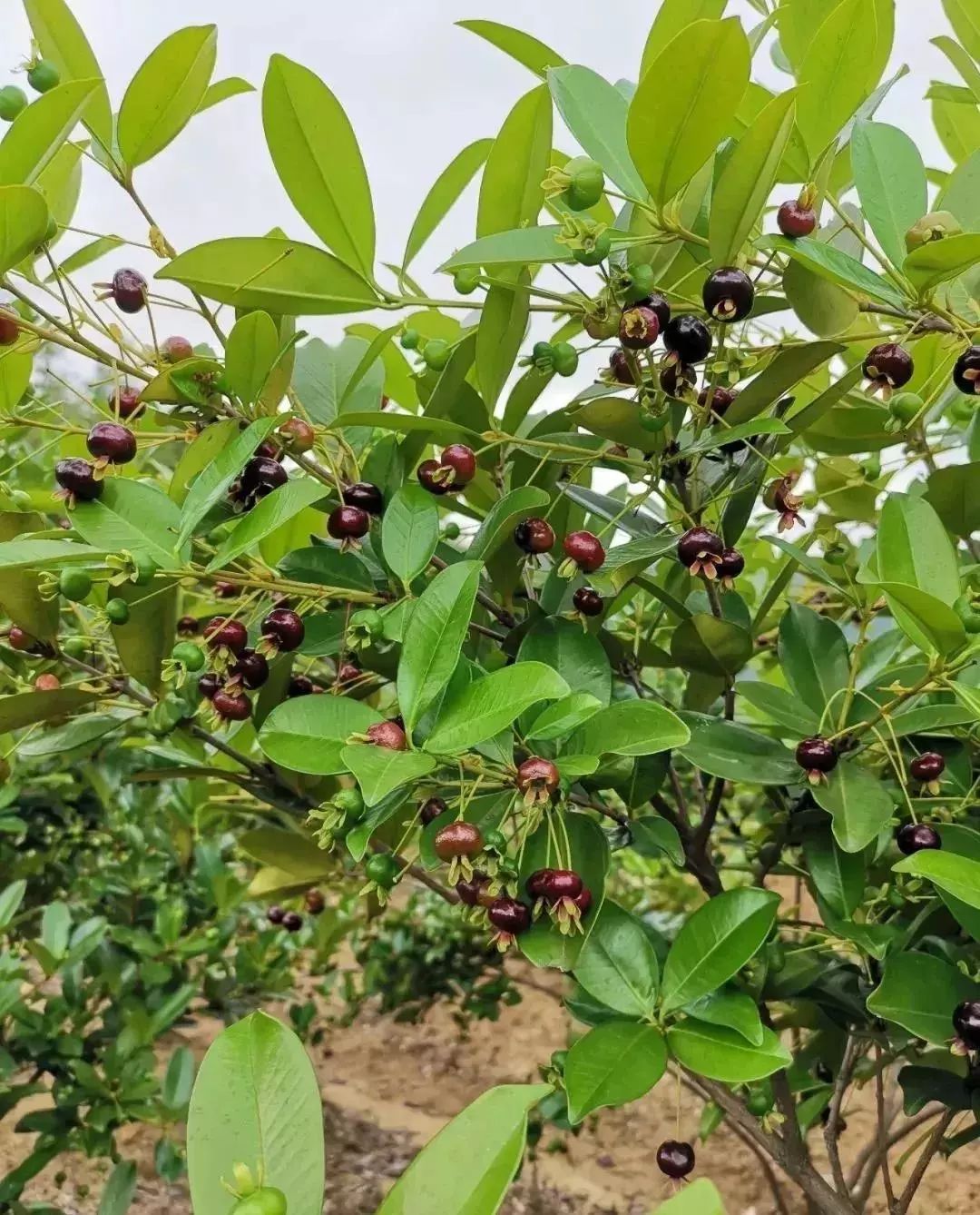 最近迎来了巴西樱桃的成熟期种植了200多棵巴西甜樱桃是当地特色生态