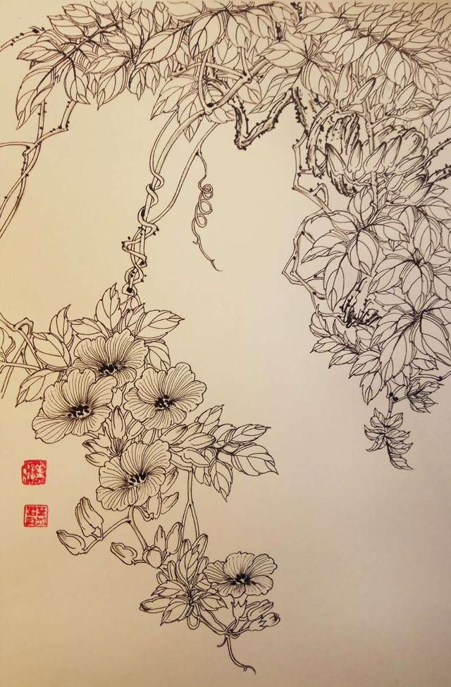 钢笔花卉白描达人叶志军先生的钢笔画分享