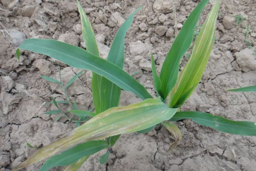 玉米二次包衣更高产!