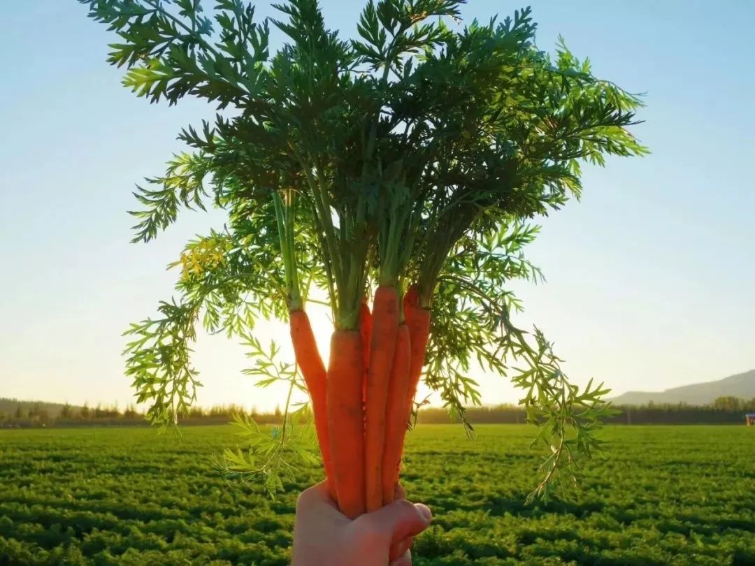 机器采收胡萝卜这不是脑洞它就发生在蒙自