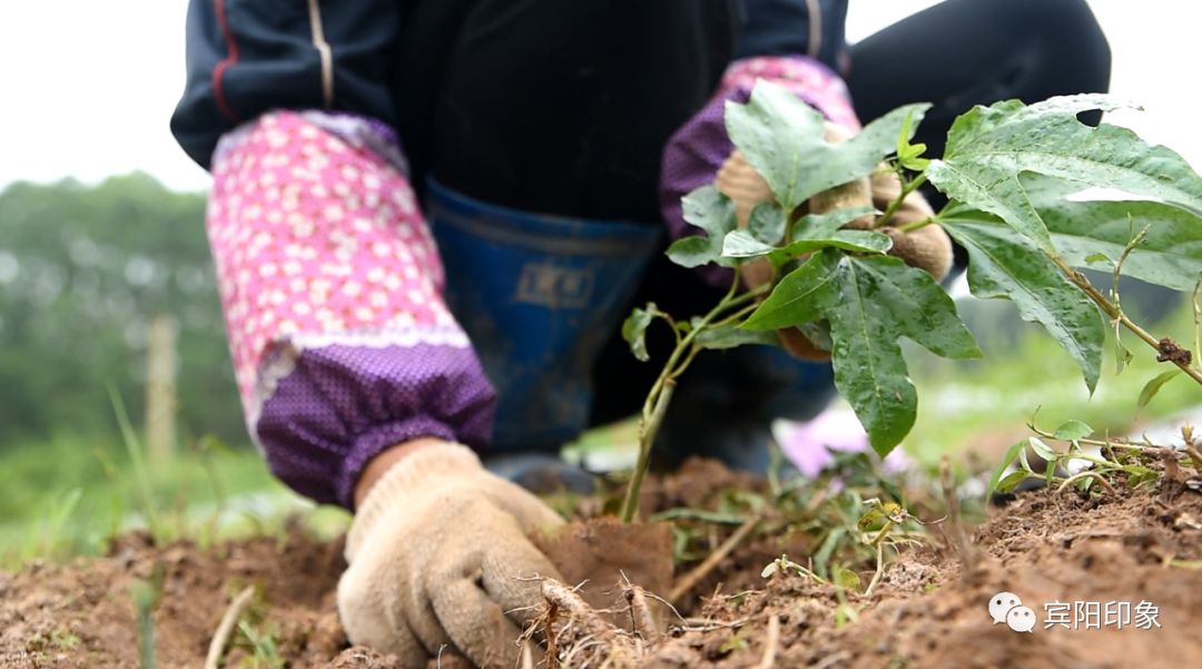 种百香果年收入可达200万元宾阳这个合作社厉害了