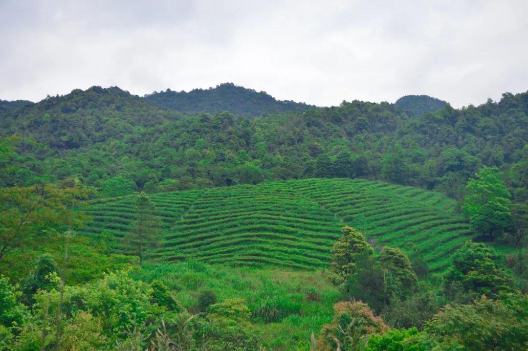 关于茶山亲子网站建设的信息