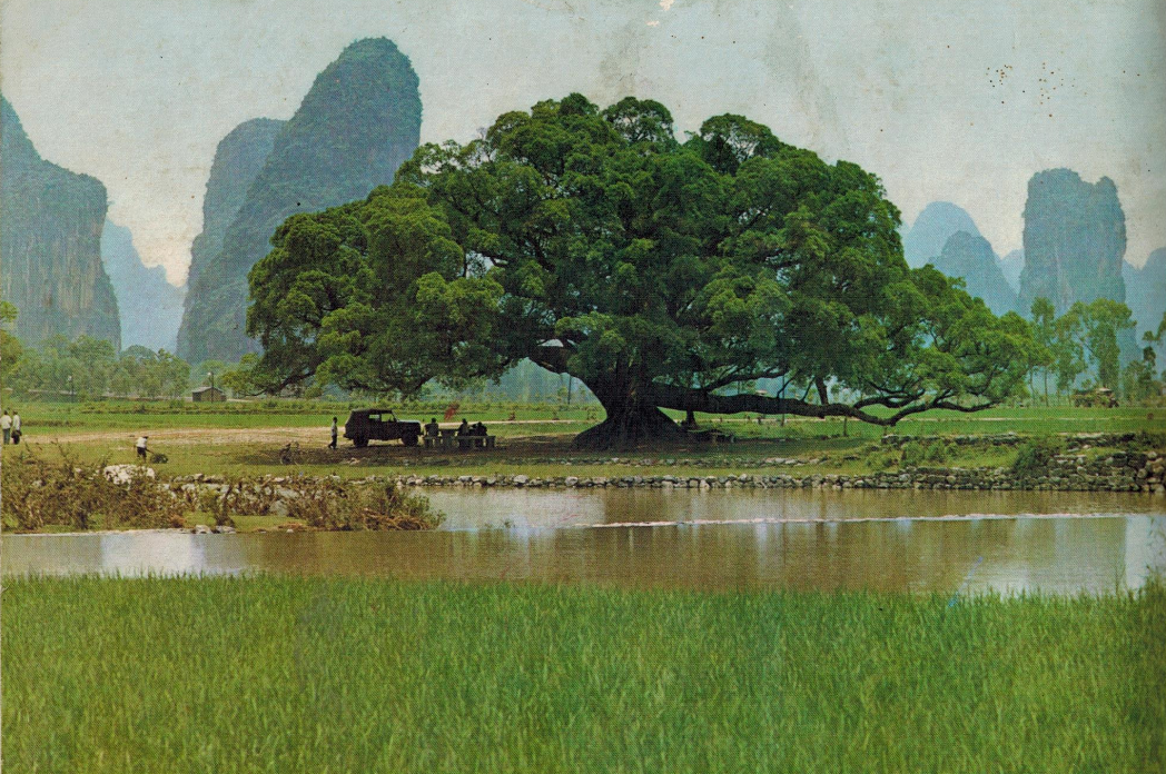 老照片: 1978年的阳朔  桂林山水甲天下阳朔山水甲桂林
