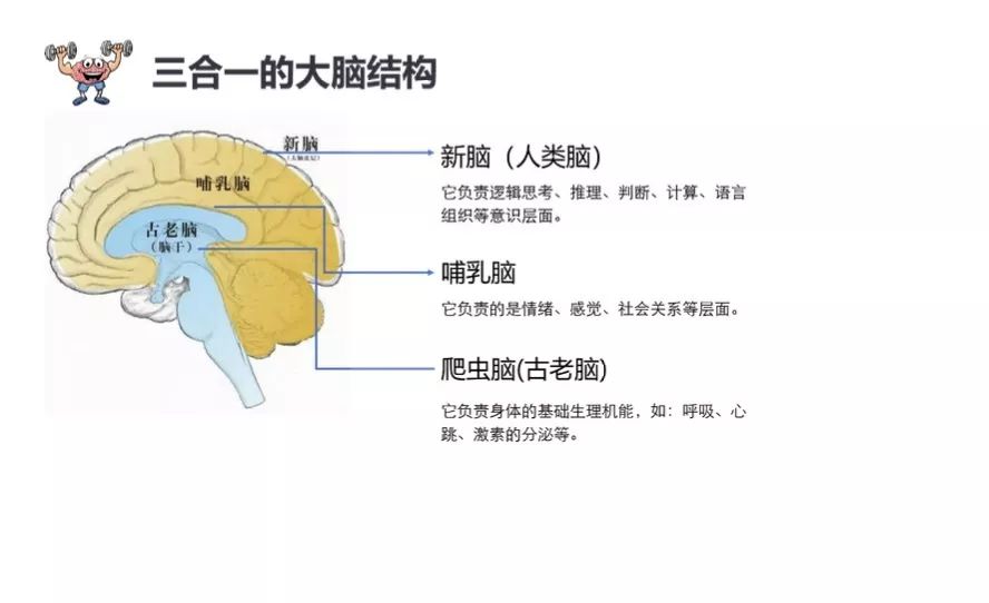 小海豚故事会让我的脑袋好好工作