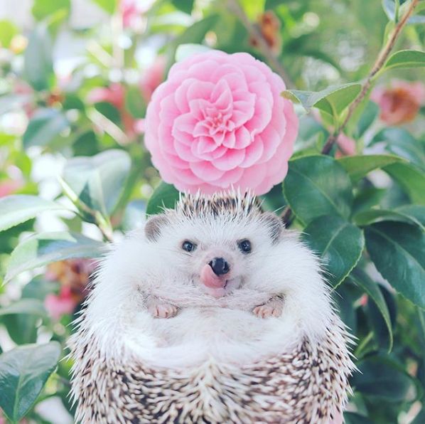 当你加班到头秃这只小刺猬却游遍花海靠美照圈粉40万